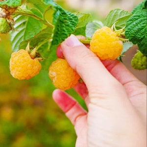 Everbearing Raspberry - Fallgold Raspberry Plant - Rubus Idaeus - Yellow Raspberry - Raspberry Plants Live For Planting - Raspberry Bush