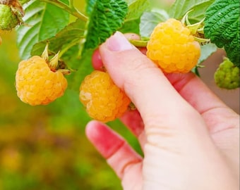 Everbearing Raspberry - Fallgold Raspberry Plant - Rubus Idaeus - Yellow Raspberry - Raspberry Plants Live For Planting - Raspberry Bush