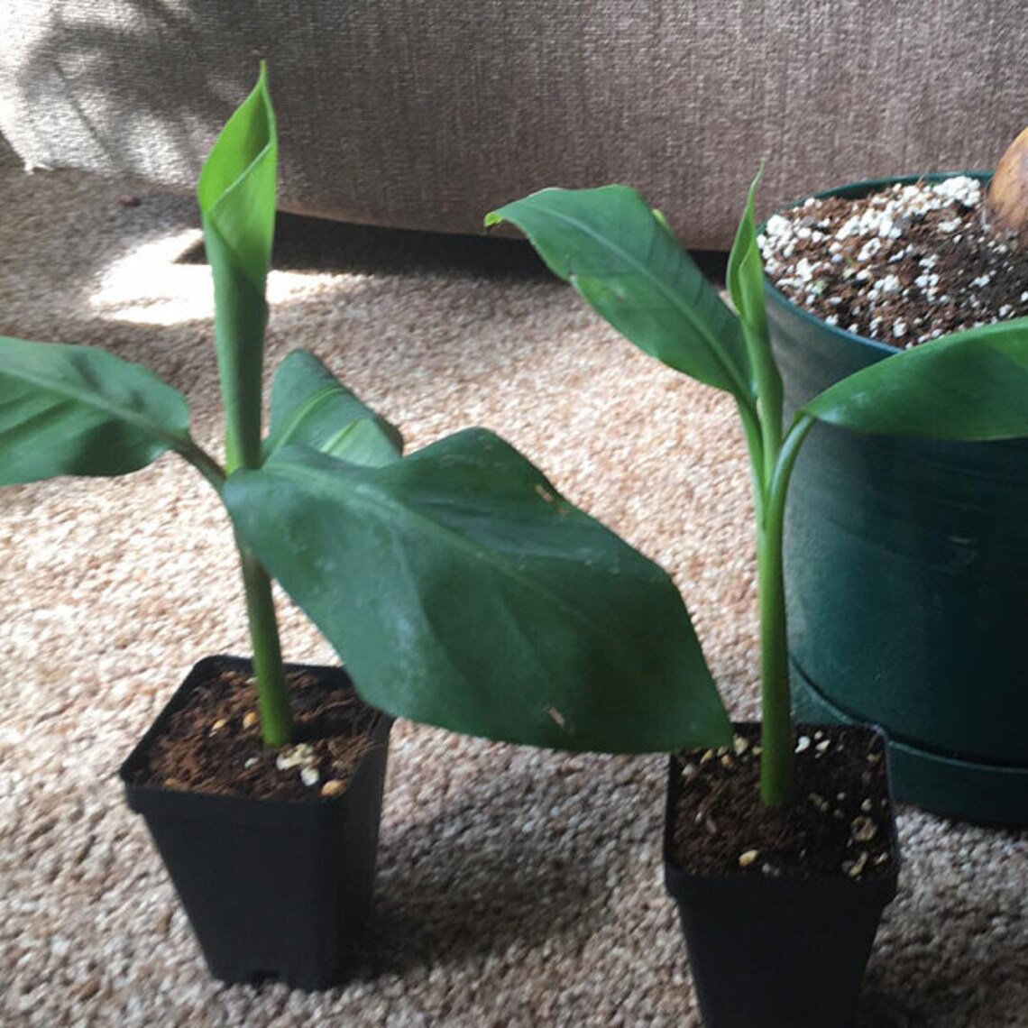 Blue Java Banana Tree Ice Cream Banana Plant Starter Fruit - Etsy