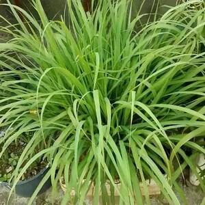 May include: A close-up shot of a vibrant green lemongrass plant. The plant features long, slender leaves that arch gracefully. The leaves are a bright, healthy green, suggesting freshness and vitality. The plant is likely used for culinary or medicinal purposes.
