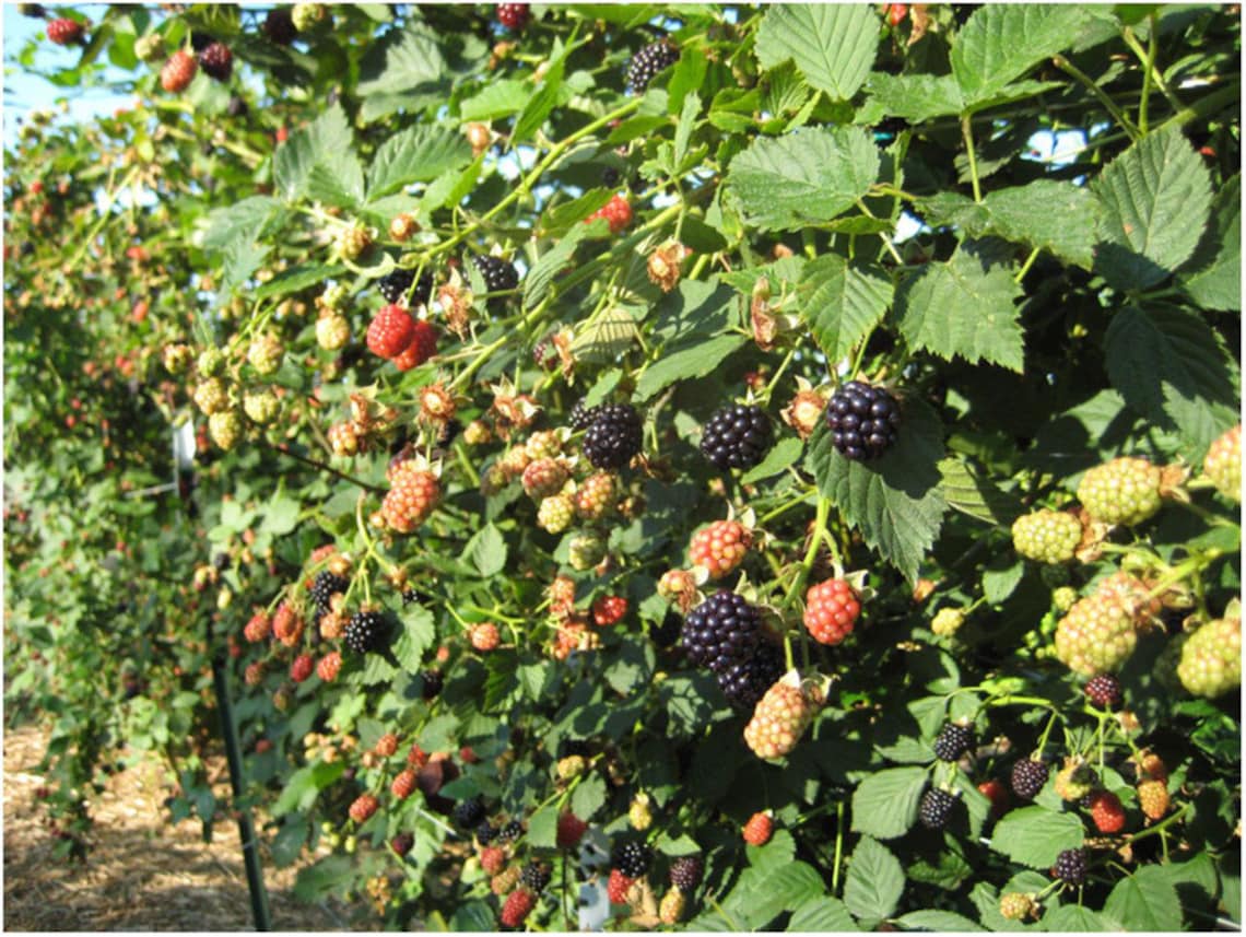 Blackberry Plant Von Thornless Black Berry Plants for Sale Etsy