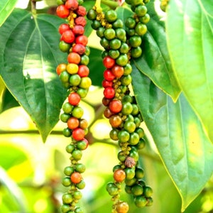 Black Pepper Plant - Piper Nigrum Live Plant - Starter Pepper Plant - Make Your Own Peppercorn Plant - Piper Plant - Black Peppercorn Plant
