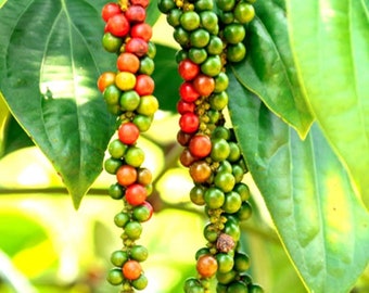 Black Pepper Plant - Piper Nigrum Live Plant - Starter Pepper Plant - Make Your Own Peppercorn Plant - Piper Plant - Black Peppercorn Plant