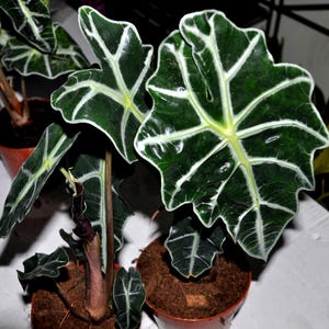 May include: An Alocasia Amazonica plant featuring large, arrow-shaped, dark green leaves with prominent, thick, white veins. The plant has a glossy texture and is potted in a brown plastic container filled with dark potting soil and wood chips.
