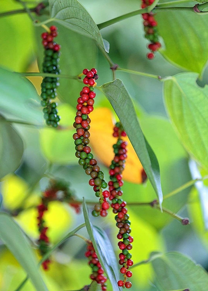Black Pepper Piper Nigrum Live Plant Starter Make Your Etsy