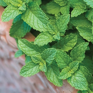 May include: Close-up of fresh green mint leaves. The leaves are textured and vibrant, with a healthy appearance. The image showcases the plant's natural beauty and freshness, perfect for culinary or aromatherapy uses.