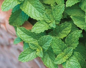Spearmint Plant - 2 Live Spearmint Herb Plants - Starter Mint Plants For Sale - Live Mint Plant