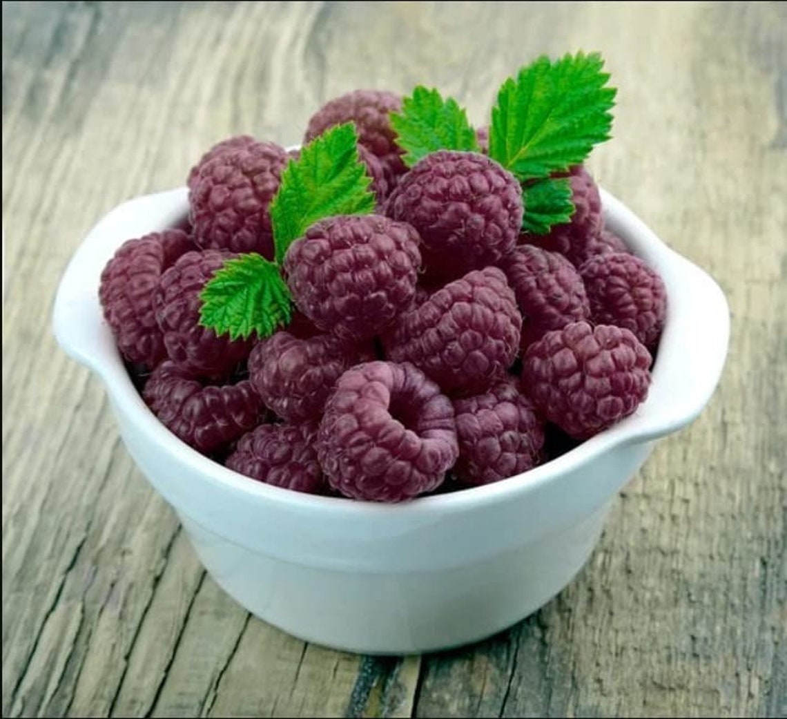 Glencoe Thornless Raspberry Plant Purple Raspberry Glencoe Etsy