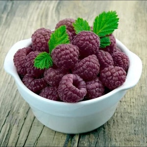 May include: A white bowl filled with fresh, ripe raspberries. The raspberries are a deep purple color and have a glossy sheen. There are a few green leaves scattered among the raspberries.