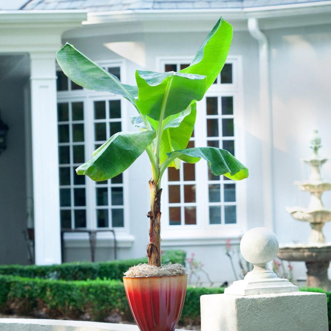 blue java banana tree san antonio