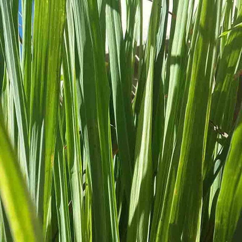 May include: Close-up of vibrant green leaves with long, slender blades. The leaves have a striped pattern with lighter green and white sections, creating a textured appearance. The image is well-lit, highlighting the natural details of the foliage.