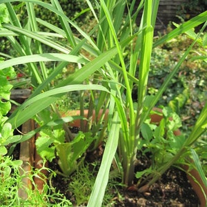 May include: A close-up of a brown rectangular planter filled with various green herbs and plants. The plants include long, slender lemongrass blades, leafy greens, and other herbs. The planter is outdoors, with a blurred green background.