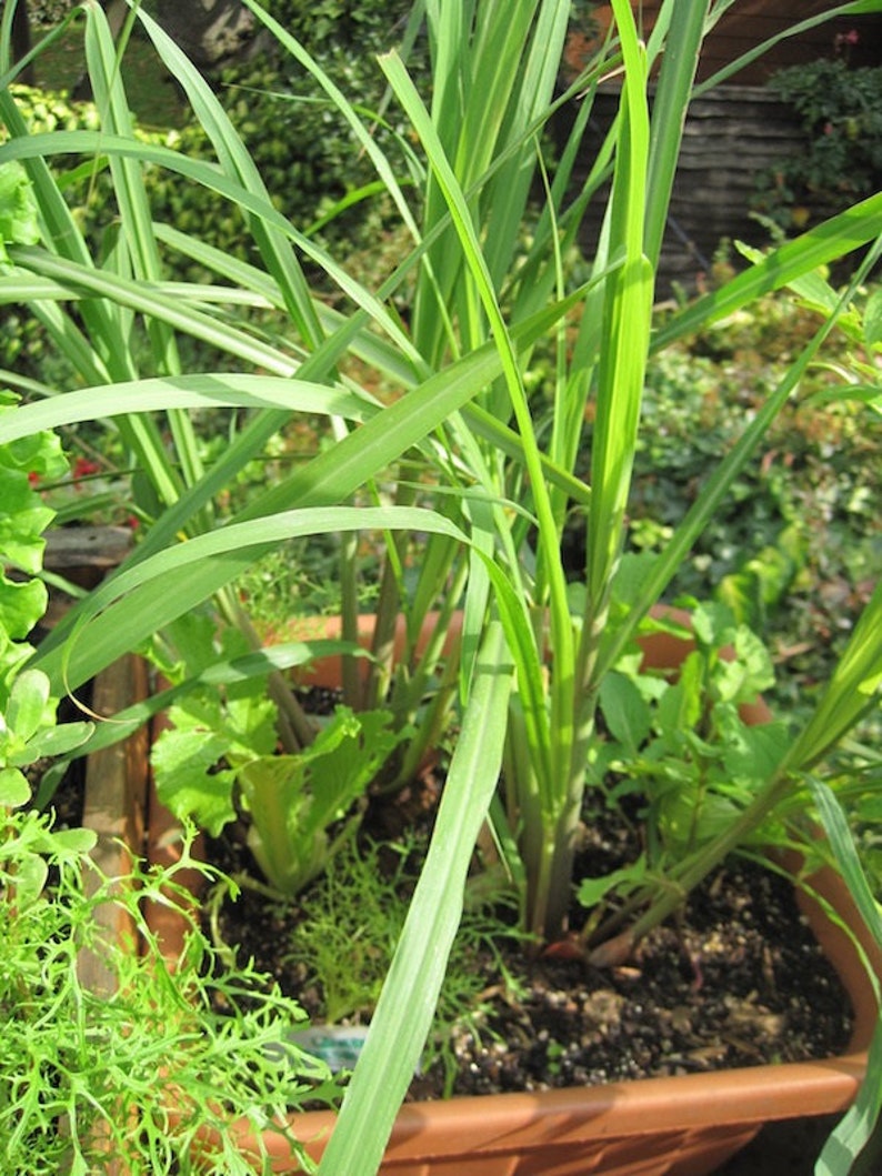 May include: A close-up of a brown rectangular planter filled with various green herbs and plants. The plants include long, slender lemongrass blades, leafy greens, and other herbs. The planter is outdoors, with a blurred green background.