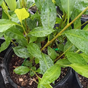 Shampoo Ginger (Zingiber zerumbet) Plant - 6-8 Inches Tall Starter Plant - Ideal for Tropical Gardens and Landscapes