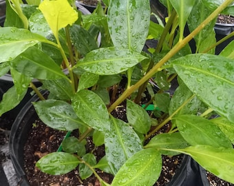 May include: A close-up of a potted plant with large, vibrant green leaves. Water droplets are visible on the leaves, suggesting recent watering or rainfall. The plant is in a black plastic pot, and the soil is visible.