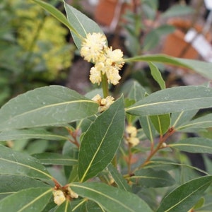 Pu&ograve; includere: Primo piano di una pianta di alloro con foglie verdi e piccoli grappoli di fiori gialli.
