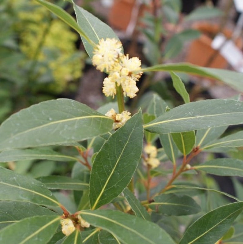 Pu&ograve; includere: Primo piano di una pianta di alloro con foglie verdi e piccoli grappoli di fiori gialli.