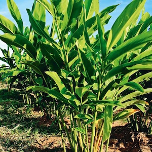 May include: A close-up of a field of green ginger plants. The plants are growing in rows and have large, green leaves. The soil is brown and dry.