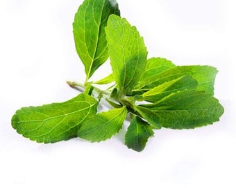 Stevia Live Plants - (Pack of 3) Live Stevia Starter Plant - Planta Stevia - Stevia Plants Live