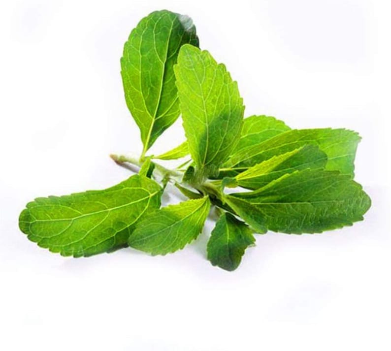 May include: A close-up of a sprig of green stevia leaves.