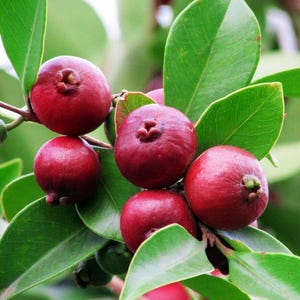 Può includere: Primo piano di un gruppo di frutti di guava rossi e maturi su un ramo con foglie verdi. Le guava hanno una buccia liscia e una piccola estremità floreale strutturata. Le foglie sono di un verde vibrante, creando un aspetto naturale e fresco.