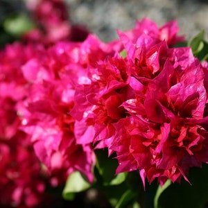 May include: A cluster of vibrant magenta bougainvillea flowers in full bloom. The flowers are arranged in a dense, layered formation, creating a visually striking display.