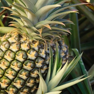 May include: Close-up of a ripe pineapple with a textured, segmented exterior. The pineapple has a green and yellow color scheme, with a crown of long, green leaves. The image is well-lit, highlighting the details of the fruit.