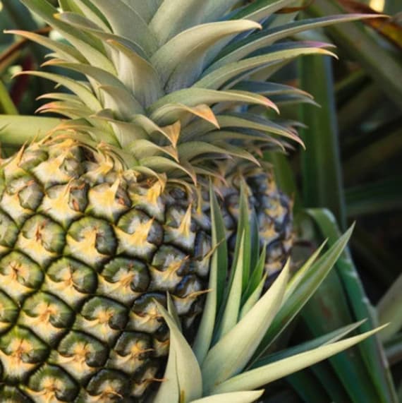 Pineapple Plant - Florida Special Pineapple Plant - Fruit Trees Live Plants  - Florida Pineapple Plant Live - Ananas Comosus - Etsy