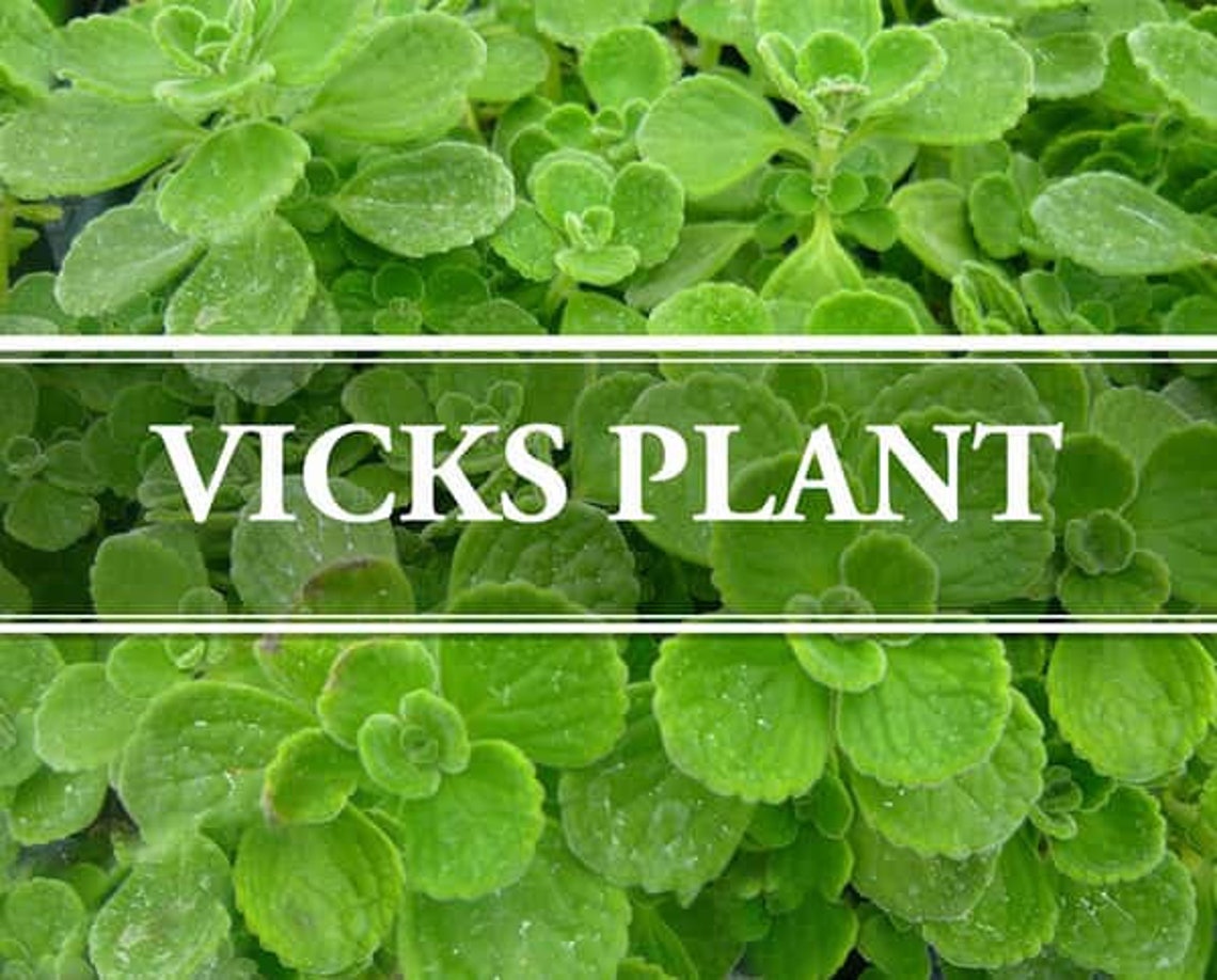 Vicks Plant Plectranthus Verticillatus Live Starter Succulent Etsy