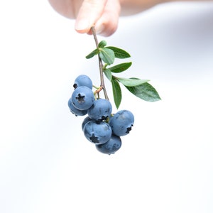 Rebel Blueberry Bush - Southern Highbush Blue Berry Live Plant - 4-6 Inch Live Plant For Planting - Fruit Tree Live Plant - Started Fruit