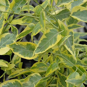 May include: Close-up of a plant with green and yellow variegated leaves. The leaves are oval-shaped with a prominent central vein. The plant has multiple stems and small, unopened flower buds.