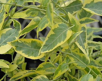 Variegated Potato Vine Plants | Pack of 2 (TWO) | 5-9 Inch Solanum Jasminoides | Jasmine Nightshade | Fast-Growing Climber