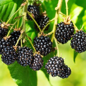May include: Close-up of a cluster of ripe blackberries on a green leafy branch. The blackberries are a deep, shiny black, and the leaves are a vibrant green. The background is a soft, blurred green.