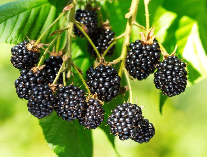 May include: Close-up of a cluster of ripe blackberries on a green leafy branch. The blackberries are a deep, shiny black, and the leaves are a vibrant green. The background is a soft, blurred green.