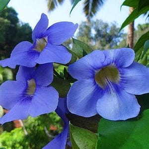 May include: Close-up of blue flowers with yellow centers and green leaves. The flowers have a trumpet shape and are in full bloom. The background is blurred with green foliage and sunlight.