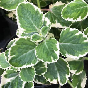 May include: Close-up of a plant with green leaves edged in white. The leaves have a textured appearance and are arranged in a dense pattern. The plant appears healthy and vibrant, with a focus on its unique color contrast.