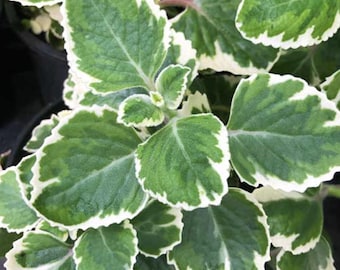 May include: Close-up of a plant with green leaves edged in white. The leaves have a textured appearance and are arranged in a dense pattern. The plant appears healthy and vibrant, with a focus on its unique color contrast.
