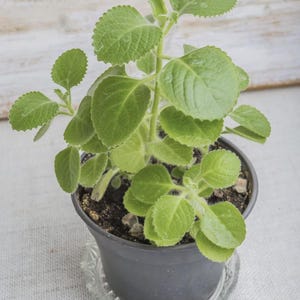 Cuban Oregano Live Plant – 4–6” Tall Starter – Also Known as Spanish Thyme, Indian Borage, Mexican Mint – Fast-Growing, Fragrant Herb
