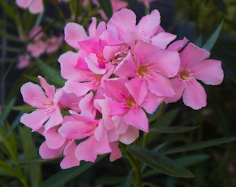 Pink Oleander Plants Pack of 3 - Live Nerium Oleander 6-8" Tall, Evergreen Flowering Shrub