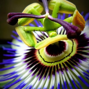 Può includere: Primo piano di un fiore della passione. Il fiore presenta un occhio centrale con anelli viola scuro e gialli, circondato da filamenti bianchi e blu. Boccioli e steli verdi con punte viola creano contrasto.