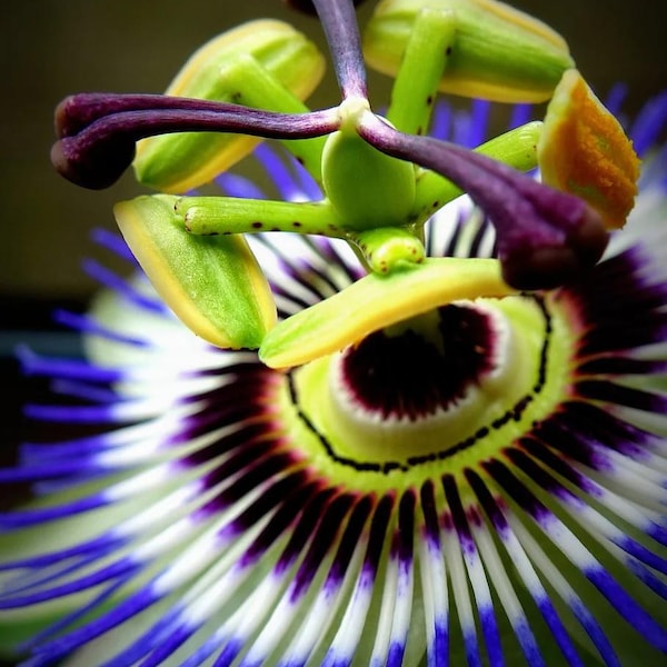 Blue Caerulea Passiflora (Passion Flower) Live Plant | 5-9" Tall | Hardy Zone 6-9 | Fast-Growing