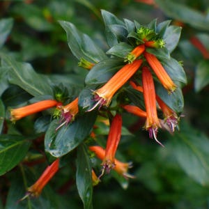 May include: Close-up of vibrant orange flowers with a tubular shape, accented by small green buds and dark green leaves. The flowers have a delicate, trumpet-like appearance, with hints of purple at the tips. The background is a lush, green foliage.