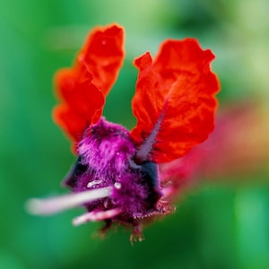 May include: Close-up of a vibrant red flower with a deep purple center. The petals are a bright red, and the center has a fuzzy texture. The background is a soft green, creating a striking contrast.