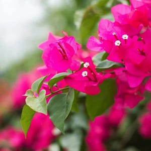 Könnte beinhalten: Nahaufnahme von leuchtend pinkfarbenen Bougainvillea-Blüten mit kleinen weißen Zentren und grünen Blättern. Die Blüten stehen in voller Blüte und bilden eine üppige und farbenfrohe Darstellung. Der Hintergrund ist unscharf.