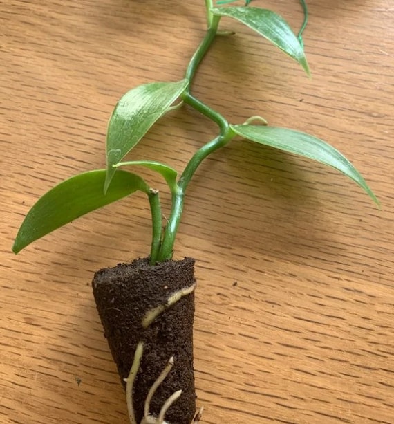 Vanilla Orchid Plant - Vanilla Planifolia Starter - Madagascar Vanilla Bean  - Grow Your Own Vanilla - Etsy