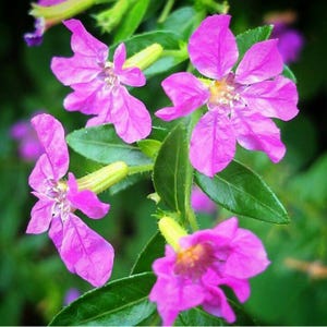 May include: Close-up of vibrant pink flowers with five petals each, set against a backdrop of green leaves. The flowers have a delicate appearance, with yellow centers and are in full bloom. The image captures the beauty of nature.
