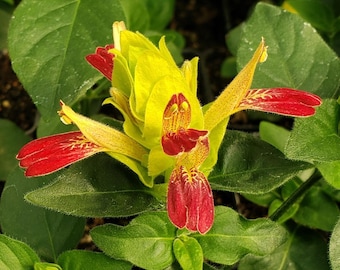 May include: Close-up of a vibrant yellow and red flower with intricate patterns. The flower has elongated petals with red tips and a central cluster of red and yellow markings. The flower is surrounded by lush green leaves, creating a striking contrast.