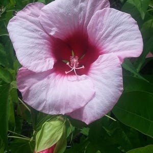 Hibiscus Lady Baltimore – Pack of 3 Live Starter Plants (4-6 Inches Tall) – Hardy Hibiscus Rose Mallow, Giant Pink Blooms