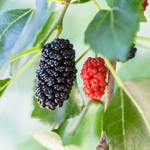 Mulberry Tree Live Plant - Dwarf Everbearing Mulberry Plant - Live Mulberry Tree - Starter Plant