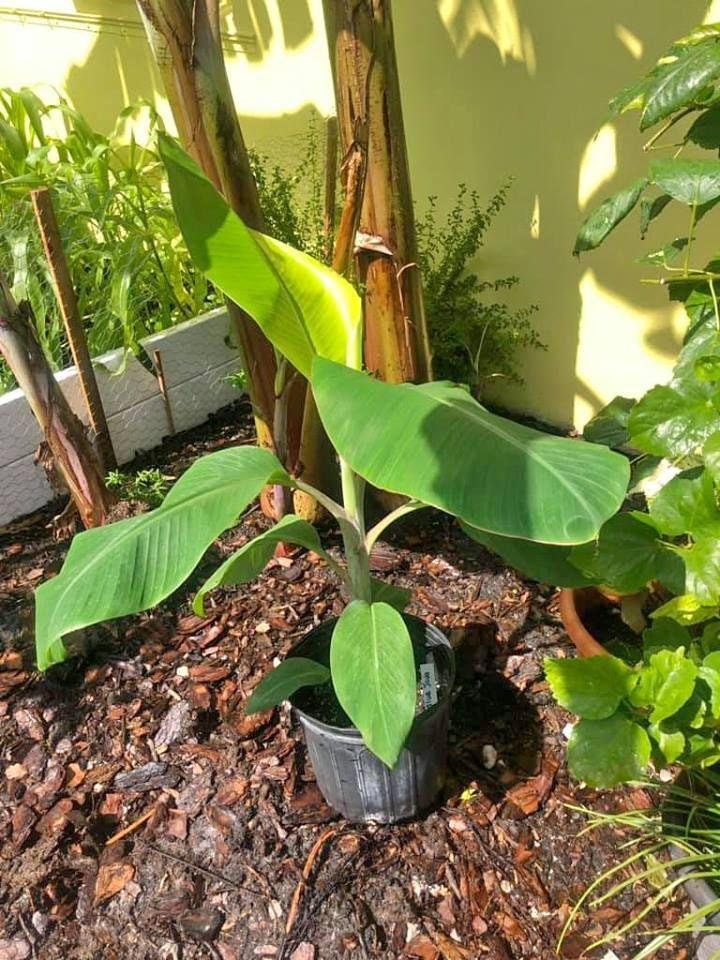 Blue Java Banana Tree Ice Cream Banana Plant Starter Fruit Etsy
